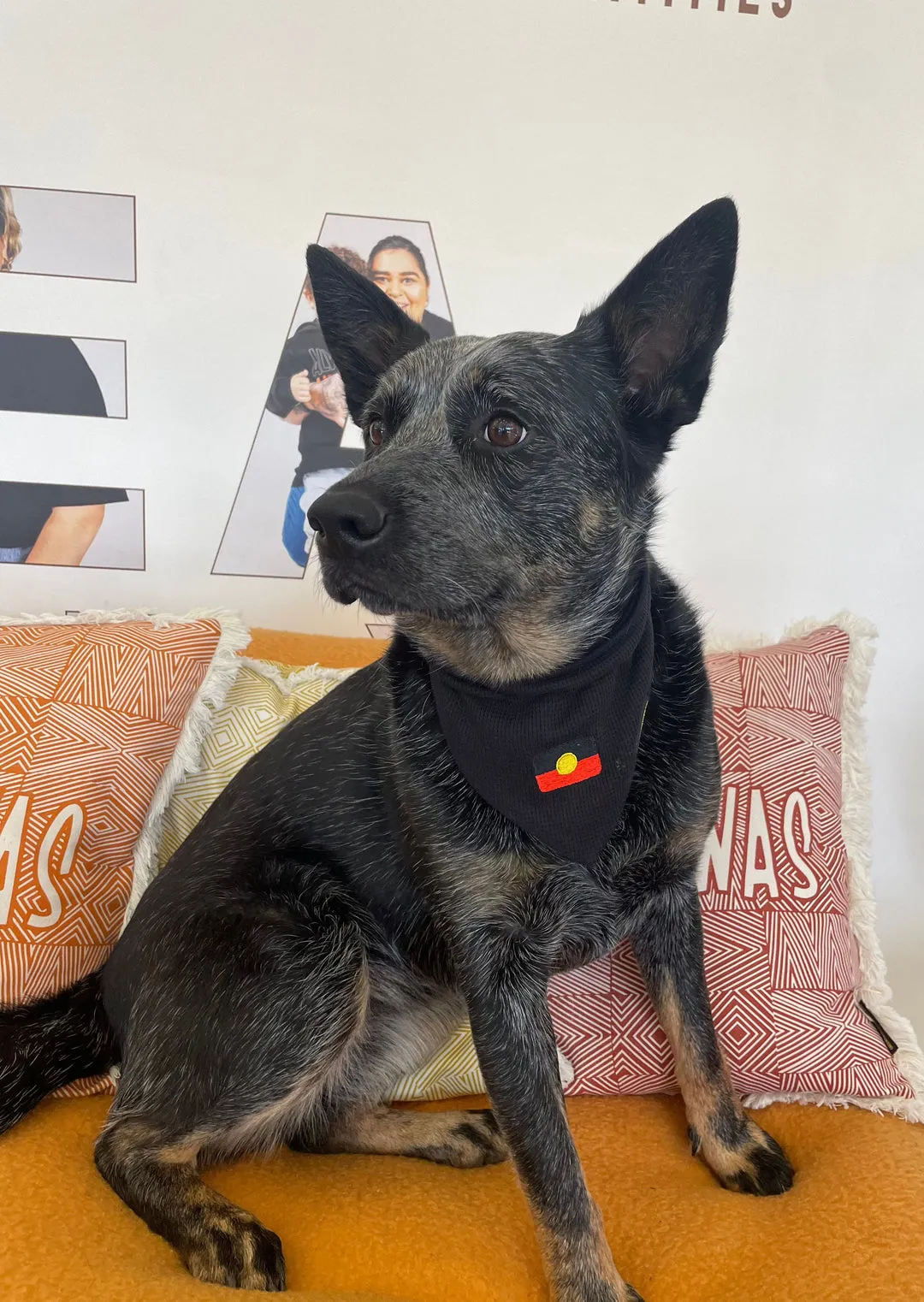 Aboriginal Flag Pet Scarf