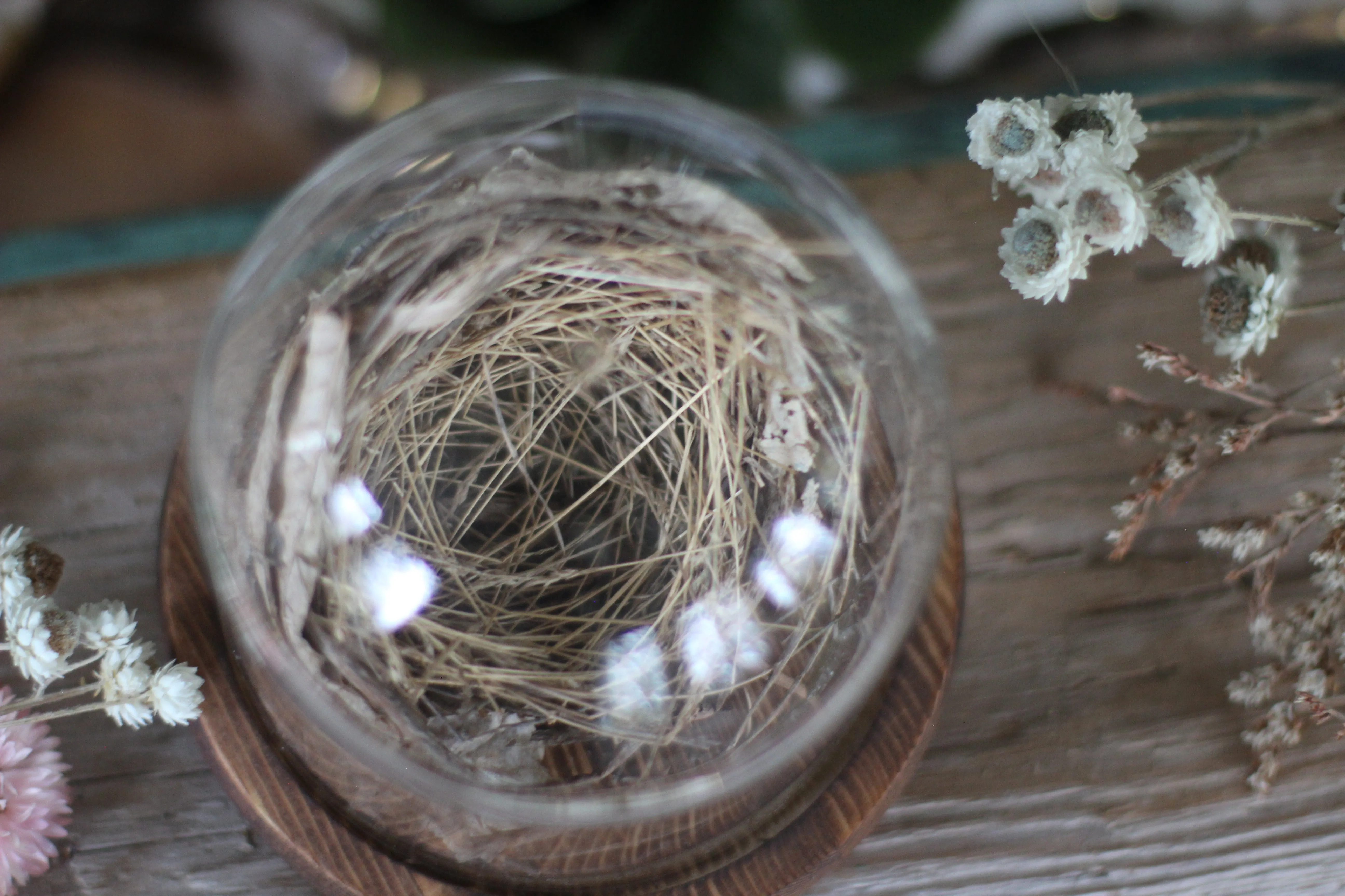 Medium Dome / Cloche With Bird’s Nest