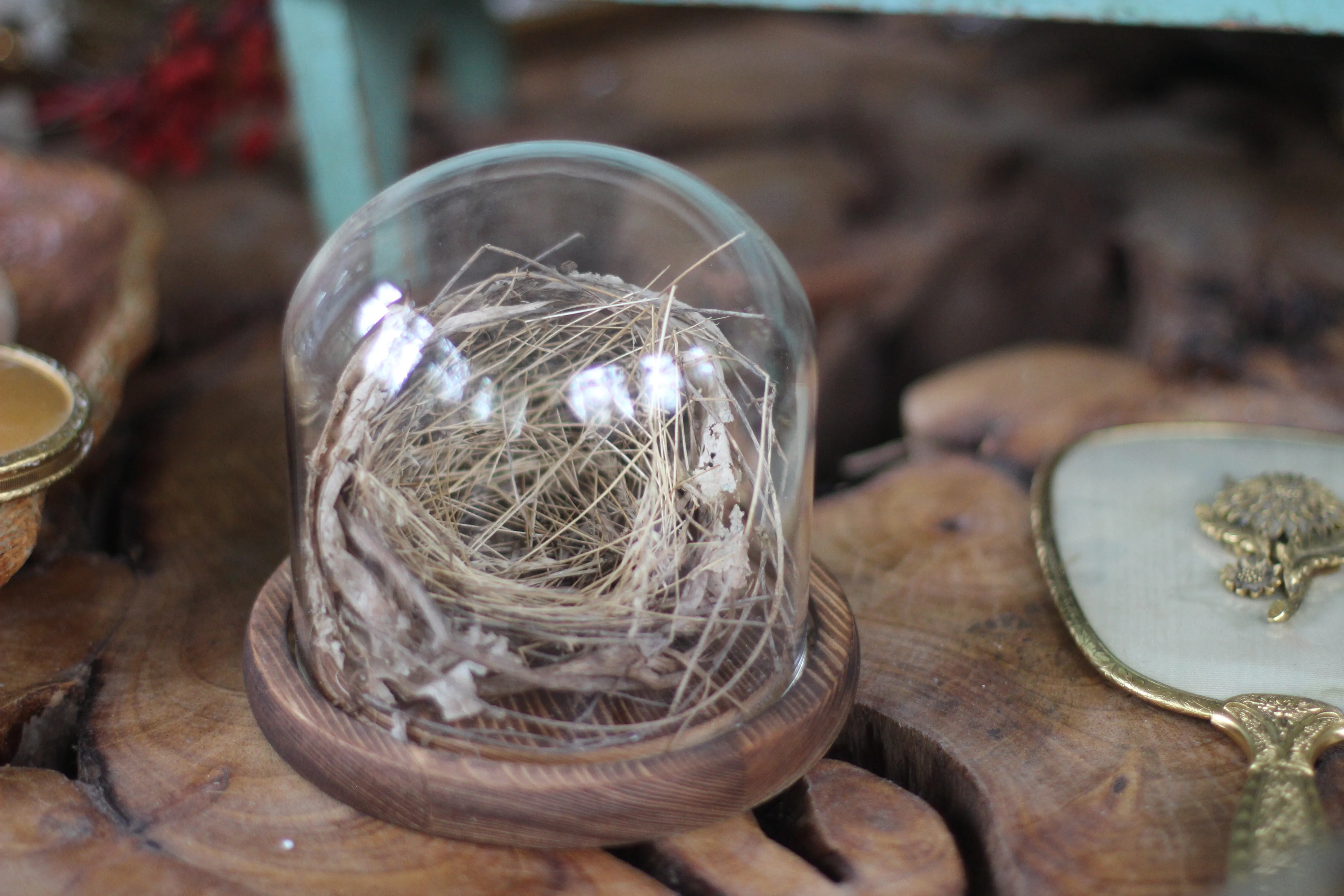 Medium Dome / Cloche With Bird’s Nest